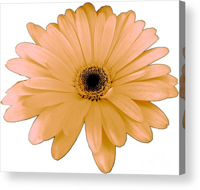 Digital Art Acrylic Print featuring the digital art Peach Daisy Flower by Delynn Adams by Delynn Addams