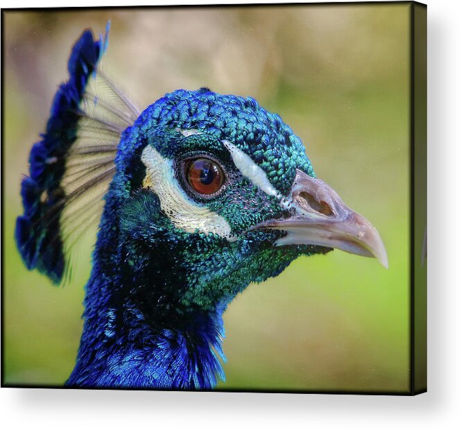 Peacock Acrylic Print featuring the photograph Peacock Stare by Elaine Malott