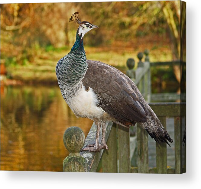 Peahen Acrylic Print featuring the photograph Peahen In Autumn by Bel Menpes