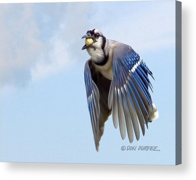 Blue Jay Acrylic Print featuring the photograph Peanut For Lunch by Don Durfee