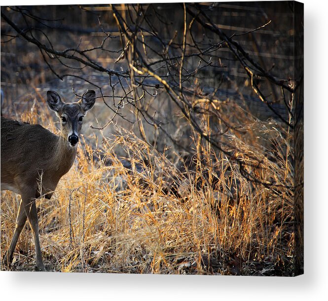 Whitetail Deer Acrylic Print featuring the photograph Peeking Whitetail Doe by Michael Dougherty