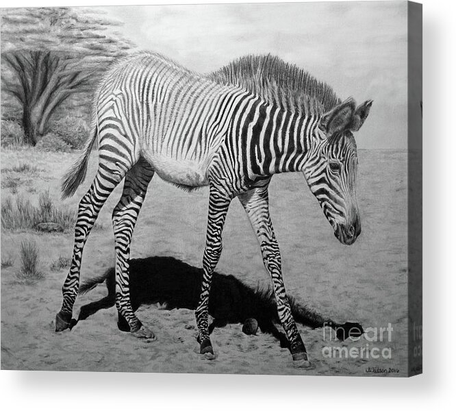 Zebra Acrylic Print featuring the painting Penda by Jennifer Watson