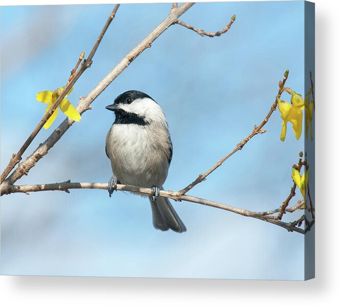 Carolina Chickadee Acrylic Print featuring the photograph Pensive Chickadee by Lara Ellis