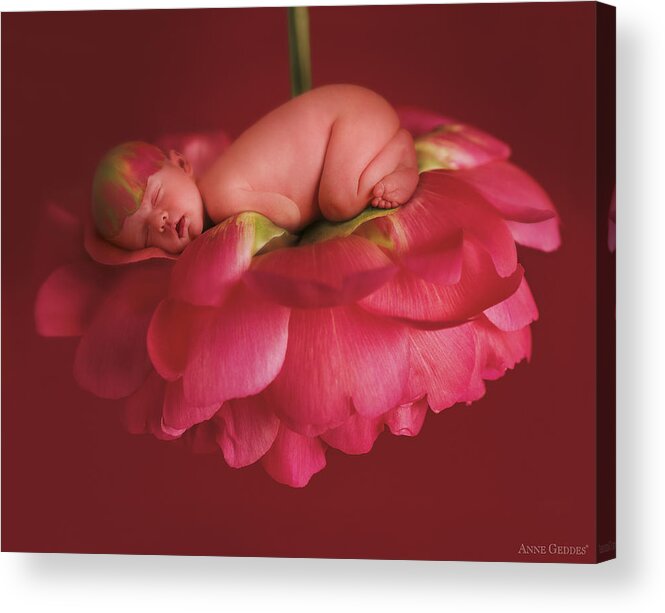 Pink Acrylic Print featuring the photograph Chelsea on a Pink Peony Rose by Anne Geddes