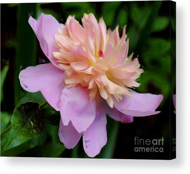 Flower Acrylic Print featuring the painting Peony Splendor by Smilin Eyes Treasures