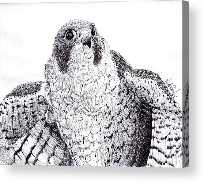 Wildlife Acrylic Print featuring the drawing Peregrine Falcon by Wade Clark