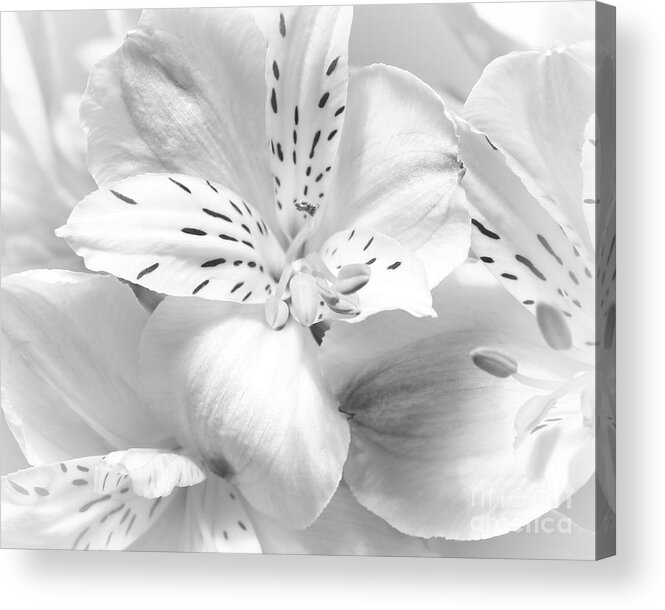 Flowers Acrylic Print featuring the photograph Peruvian Beauty by Anita Oakley