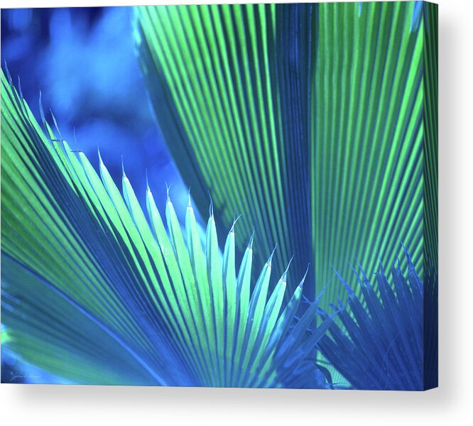 Nature Acrylic Print featuring the photograph Photograph of a Royal Palm in Blue by John Harmon
