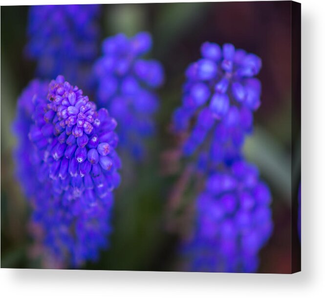 Asparagaceae Acrylic Print featuring the photograph Pillars of Spring by Chris Bordeleau