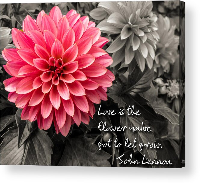 Dahlias Acrylic Print featuring the photograph Pink Dahlia with John Lennon Quote by Dawn Key