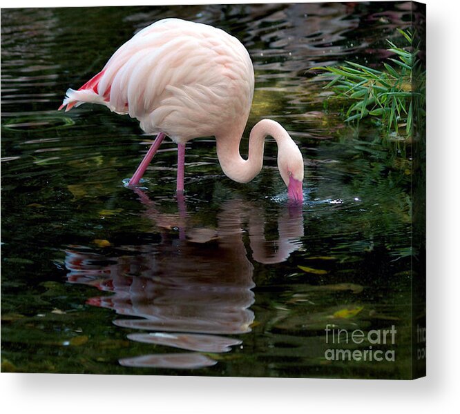 Bird Acrylic Print featuring the photograph Pink Flamingo by Ken Frischkorn