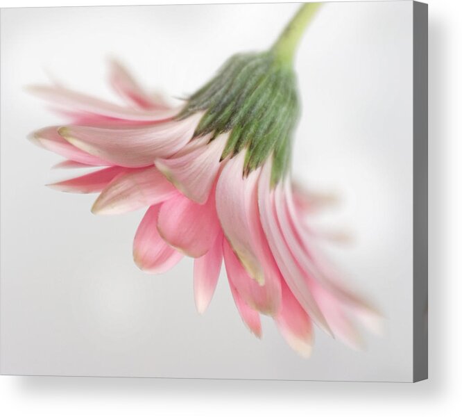 Bloom Acrylic Print featuring the photograph Pink Gerbera Daisy by David and Carol Kelly