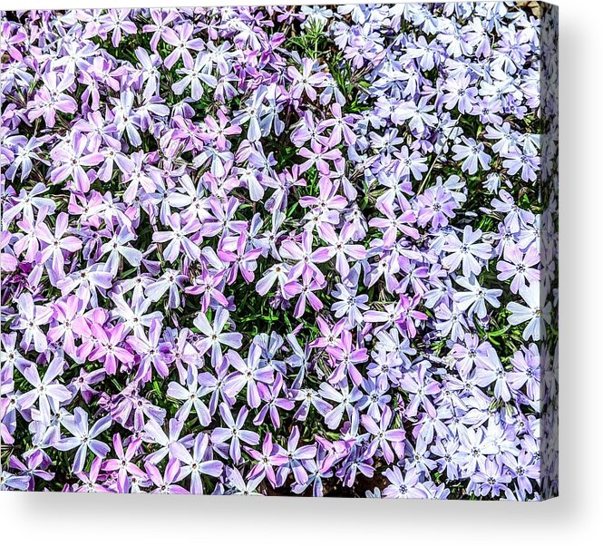 Pat Acrylic Print featuring the photograph Pink N White by Pat Turner