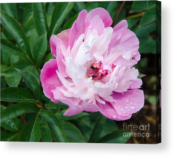 Pink Acrylic Print featuring the painting Pink Peony by Laurel Best