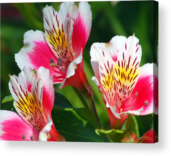 Peruvian Acrylic Print featuring the photograph Pink Peruvian Lily 2 by Amy Fose