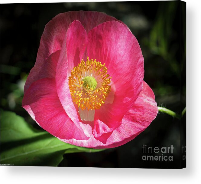 Pink Poppy Acrylic Print featuring the photograph Pink Poppy by Mitch Shindelbower