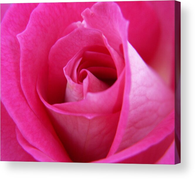 Rose Acrylic Print featuring the photograph Pink Rose by Amy Fose