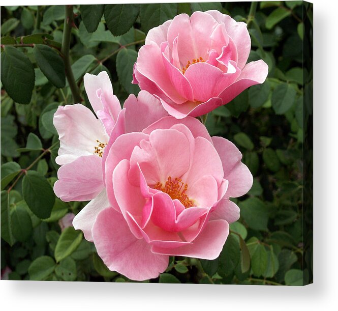 Pink Roses Acrylic Print featuring the photograph Pink Roses 2 by Amy Fose