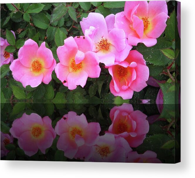 Roses Acrylic Print featuring the photograph Pink Roses by Cynthia Westbrook