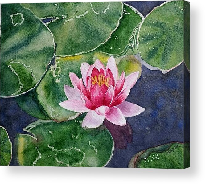 Flowers. Pink Acrylic Print featuring the painting Pink Waterlily by Deane Locke