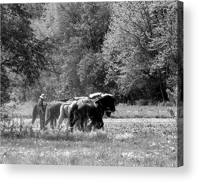Amish Acrylic Print featuring the photograph Plowing the Old Way 1 by George Jones