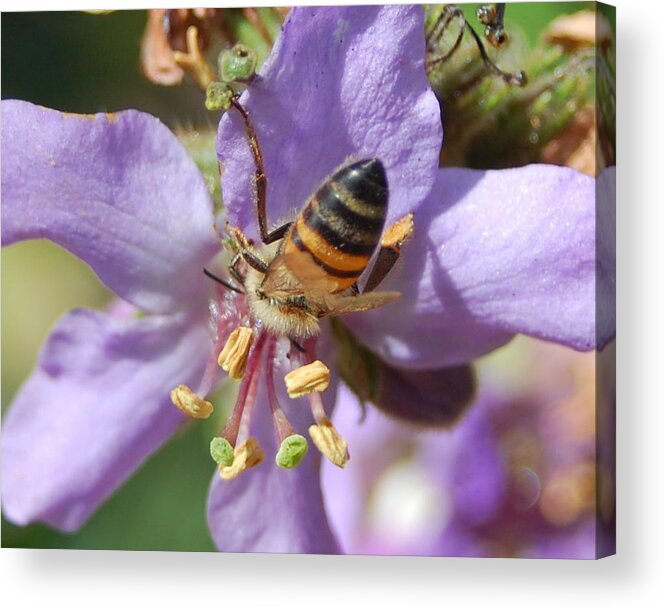 Bees Acrylic Print featuring the photograph Pollinating 4 by Amy Fose