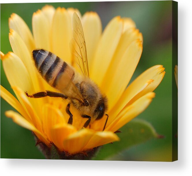 Bee Acrylic Print featuring the photograph Pollination 2 by Amy Fose