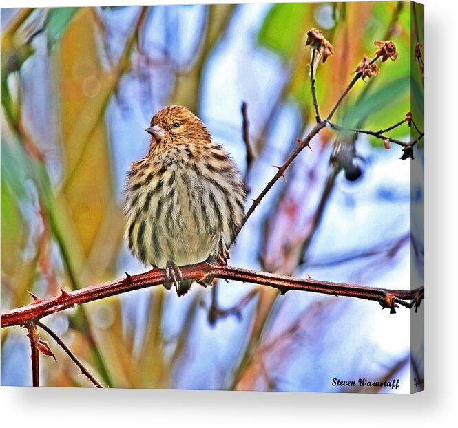 Bird Acrylic Print featuring the photograph Pompous Royalty by Steve Warnstaff