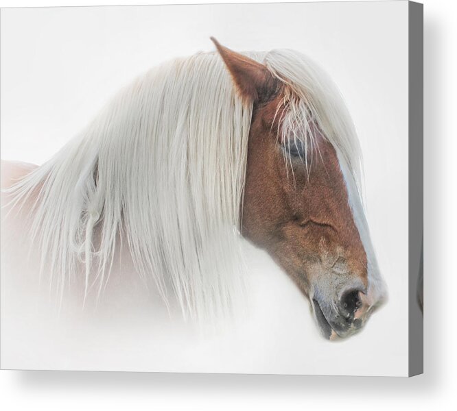 Animals Acrylic Print featuring the photograph Portrait of a Belgian Horse by David and Carol Kelly