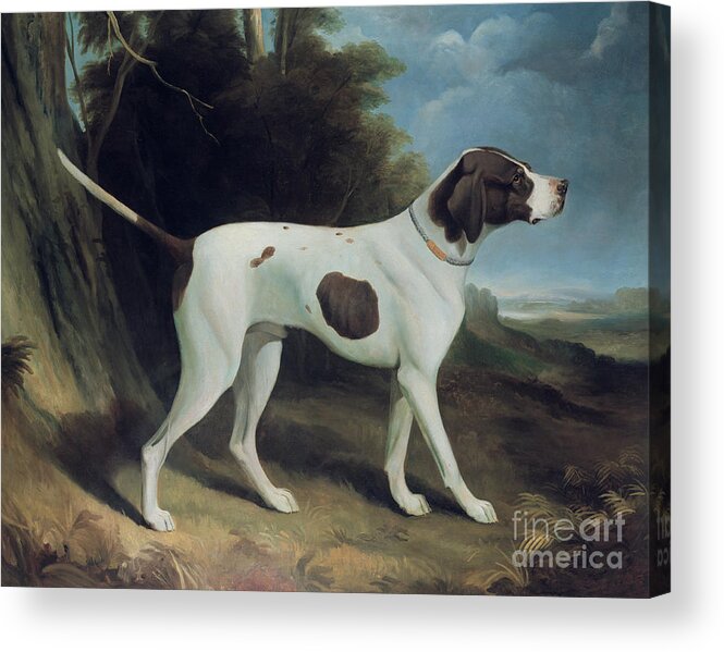 Dog Acrylic Print featuring the painting Portrait of a liver and white pointer by George Garrard