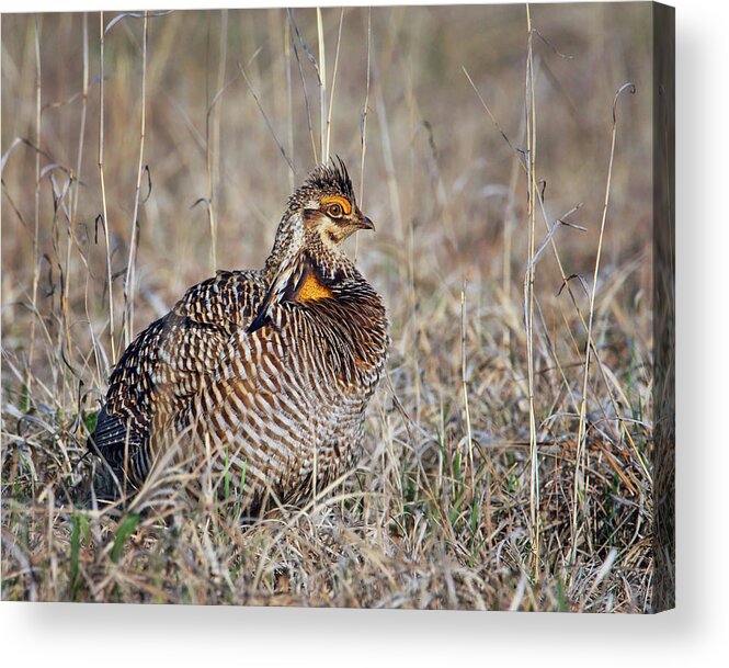 Birds Acrylic Print featuring the photograph Prairie Chicken - Portrait by Nikolyn McDonald