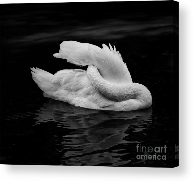 Swan Acrylic Print featuring the photograph Preening Symphony by Remi D Photography