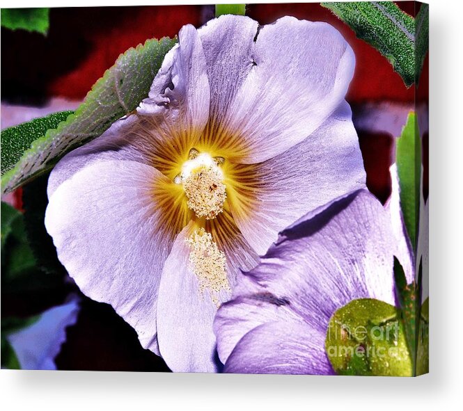 Mauve Flowers Acrylic Print featuring the photograph Pretty in Mauve by Reb Frost