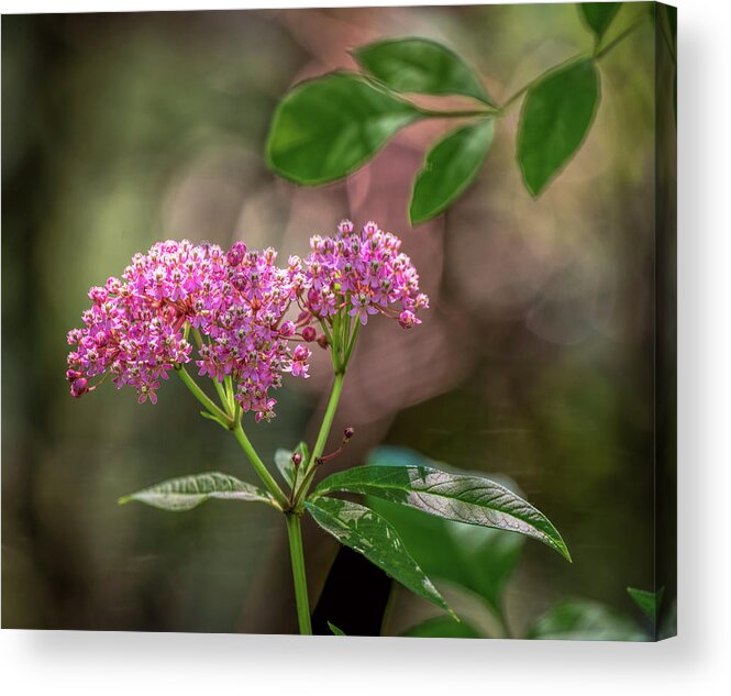 Swamp Milkweed Acrylic Print featuring the photograph Finding The Light by Wes Iversen