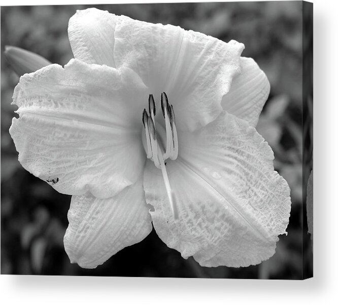 Photo For Sale Acrylic Print featuring the photograph Pretty in White by Robert Wilder Jr