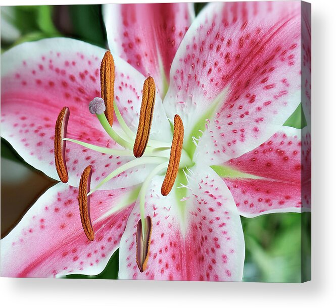 Lily Acrylic Print featuring the photograph Pristine Lily by Len Romanick