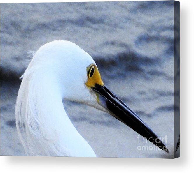 Coastal Birds Acrylic Print featuring the photograph Profile Of Beauty by Jan Gelders