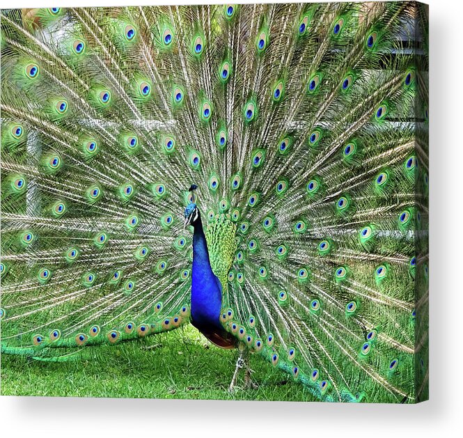 Bird Acrylic Print featuring the photograph Proud Peacock by Deborah England