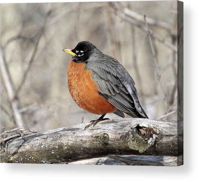 American Robin Acrylic Print featuring the photograph Puffed Up Robin by Doris Potter