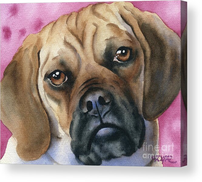 Puggle Acrylic Print featuring the painting Puggle by David Rogers