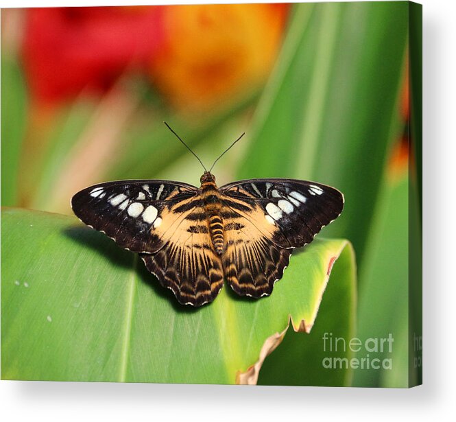 Buttterfly Acrylic Print featuring the photograph Pumpkin Head Butterfly 7414 by Jack Schultz