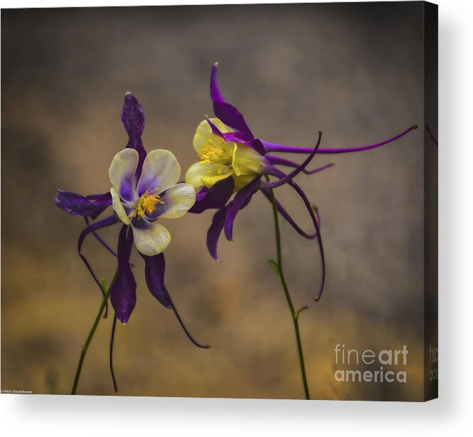 Purple And Gold Acrylic Print featuring the photograph Purple And Gold by Mitch Shindelbower