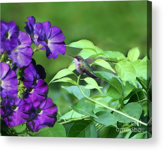 Bird Acrylic Print featuring the photograph Purple Attraction by Barbara S Nickerson