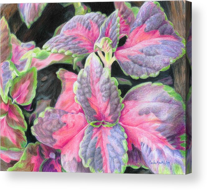 Purple Acrylic Print featuring the drawing Purple Flowering Plant by Carla Kurt