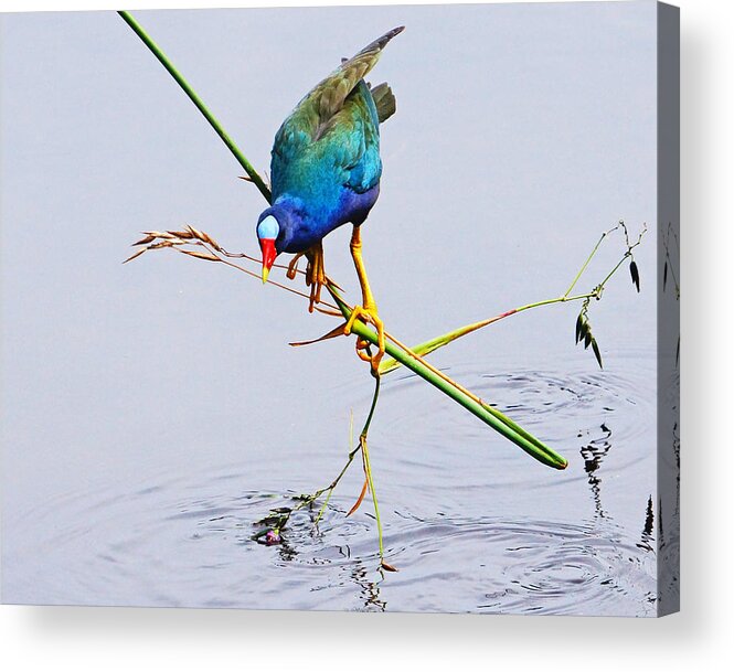 Bird Acrylic Print featuring the photograph Purple Gallinule by Lawrence S Richardson Jr