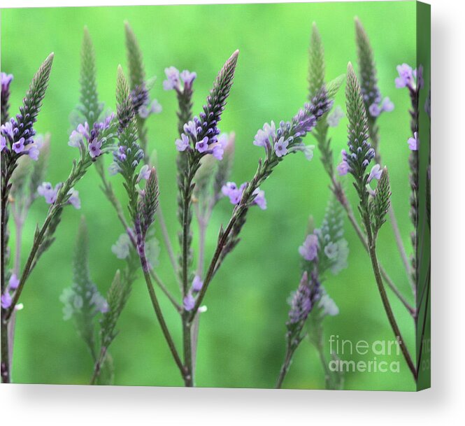 Flower Acrylic Print featuring the photograph Purple Vervain Dreams by Smilin Eyes Treasures