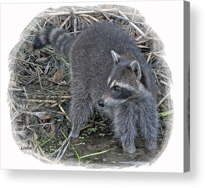 Raccoon Acrylic Print featuring the digital art Raccoon by Larry Linton