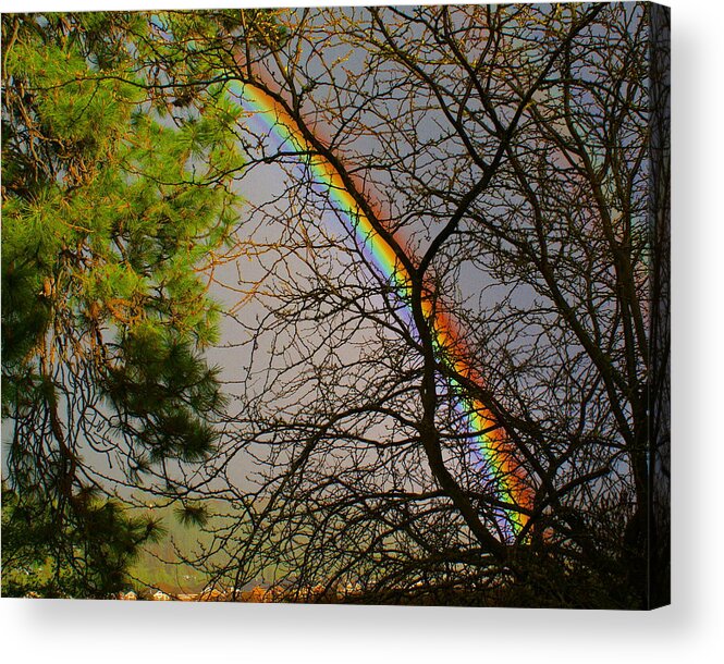 Nature Acrylic Print featuring the photograph Rainbow Tree by Ben Upham III