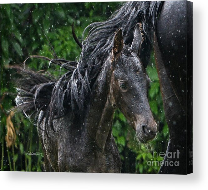 Friesian Acrylic Print featuring the photograph Raindrops on Roses and Whiskers on Friesians by Lori Ann Thwing