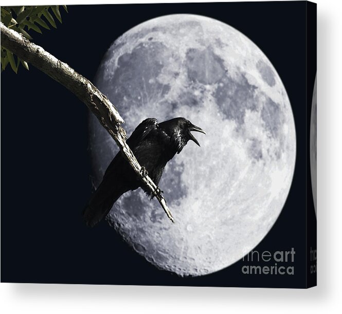 Wingsdomain Acrylic Print featuring the photograph Raven Barking at the Moon by Wingsdomain Art and Photography